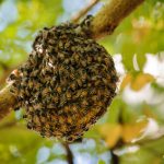 Ein Bienennest nahe der Wohnung ist unangenehm - aber eine Mietminderung nur in bestimmten Fällen möglich