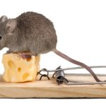 Mäuse in der Wohnung - ein Umstand, den man auf gar keinen Fall haben möchte. Doch selbst fangen dürfen Sie sie auch nicht