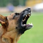 Hundegebell ist ein oft auftretender Grund bei Streitigkeiten unter Nachbarn, doch nicht immer kann eine Mietminderung durchgeführt werden